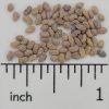 Multileaf Alfalfa - Image 2