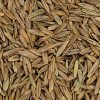Annual Ryegrass
