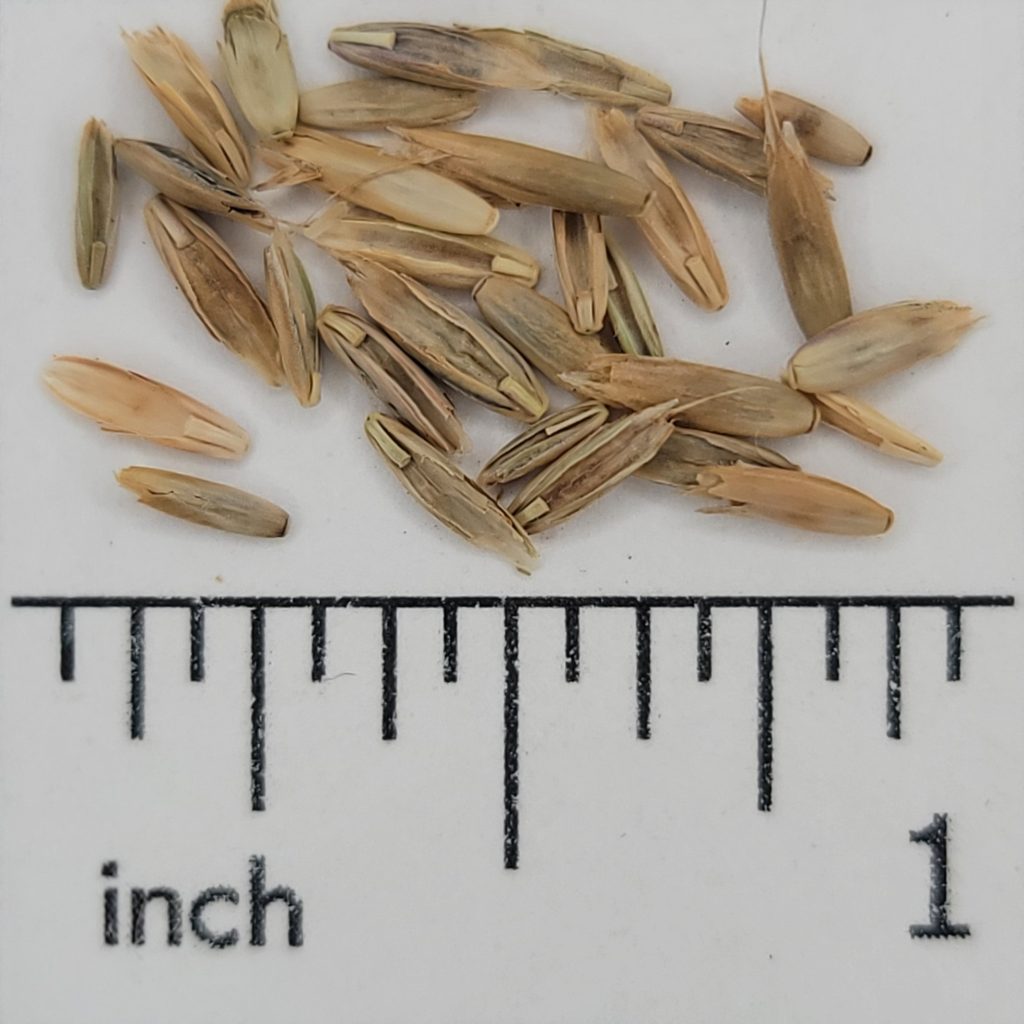 Annual Ryegrass Chesak Seed House 5709