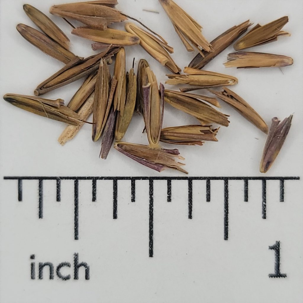 Big Bluestem – Chesak Seed House