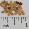 Cicer Milkvetch - Image 2