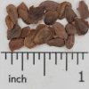 Common Milkweed - Image 2