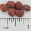 Cowpea - Image 2