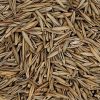 Creeping Red Fescue