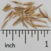 Fairway Crested Wheatgrass - Image 2