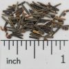 False Boneset - Image 2