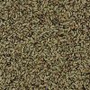 Fowl Manna Grass