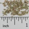 Fowl Manna Grass - Image 2
