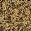 Green Needlegrass