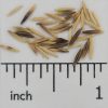 Green Needlegrass - Image 2