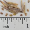 Chesak's Hay Mix - Image 2