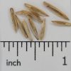 Intermediate Wheatgrass - Image 2