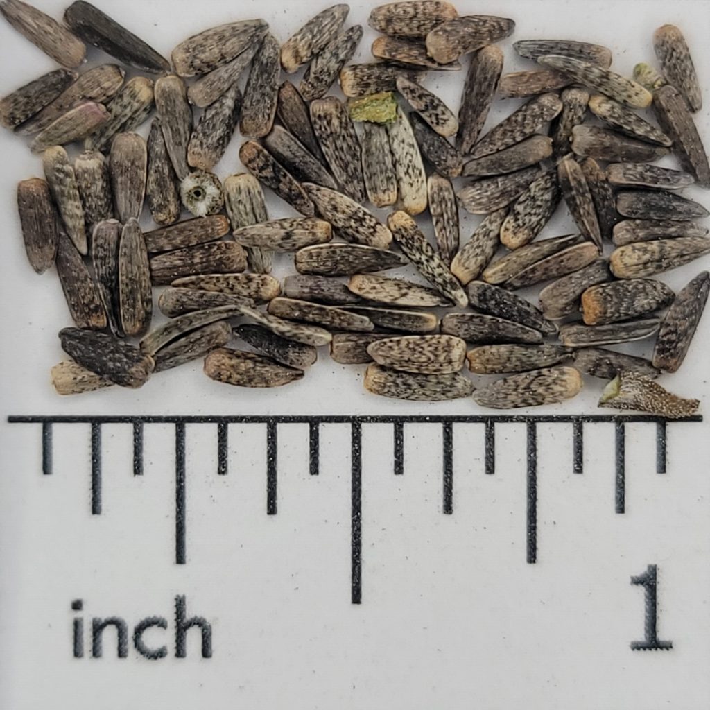 Maximillian Sunflower Chesak Seed House