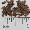 Phacelia - Image 2