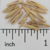 Pubescent Wheatgrass - Image 2