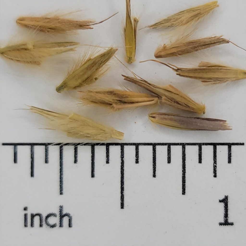 Sand Bluestem - Chesak Seed House