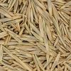 Slender Wheatgrass