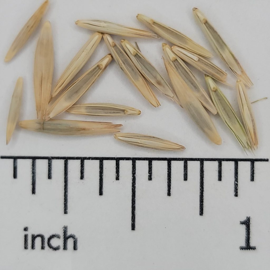 Slender Wheatgrass - Chesak Seed House