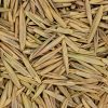 Smooth Brome