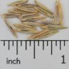 Smooth Brome - Image 2