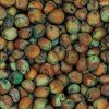 Forage Sorghum