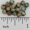 Forage Sorghum - Image 2