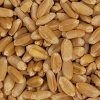 Winter Wheat