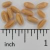Winter Wheat - Image 2